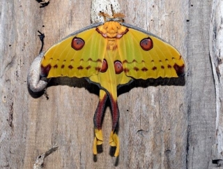 Argema Mitrei (Farfalla Cometa)